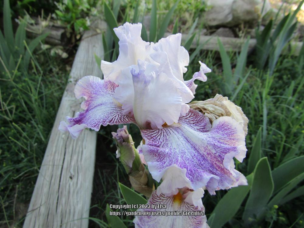 Photo of Tall Bearded Iris (Iris 'Hi There Gorgeous') uploaded by GreenIris