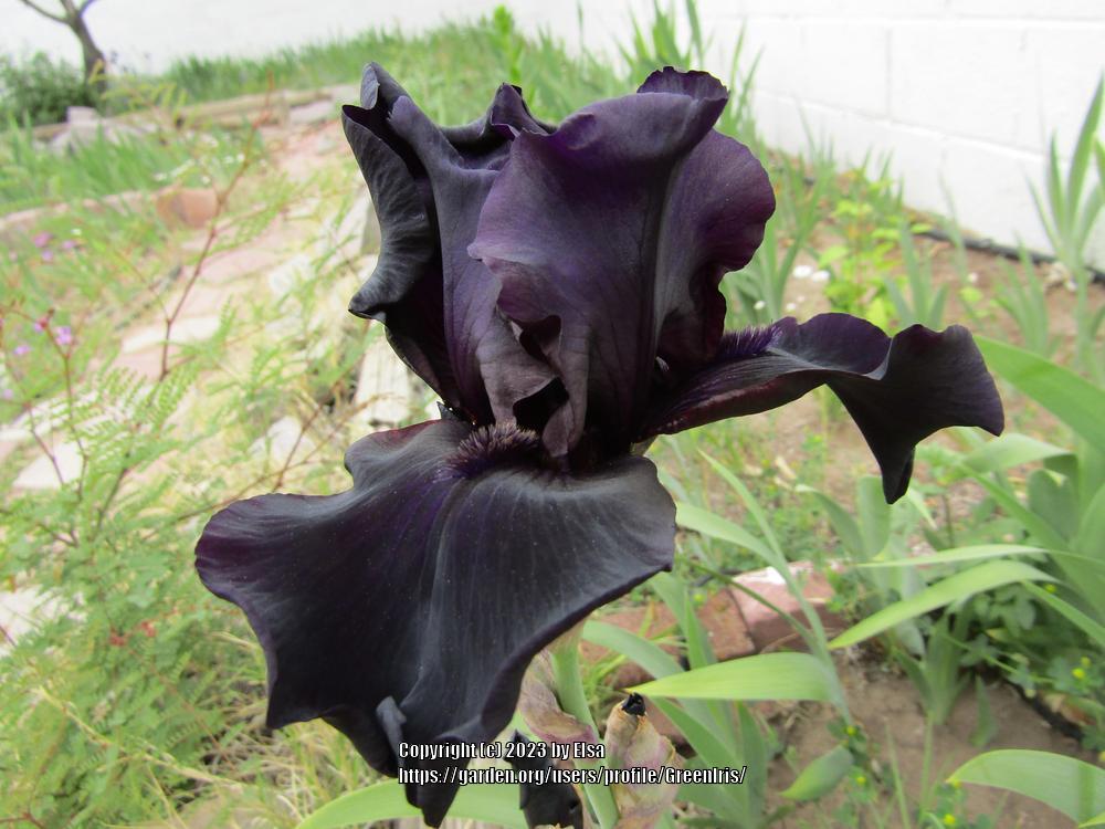 Photo of Tall Bearded Iris (Iris 'Before the Storm') uploaded by GreenIris