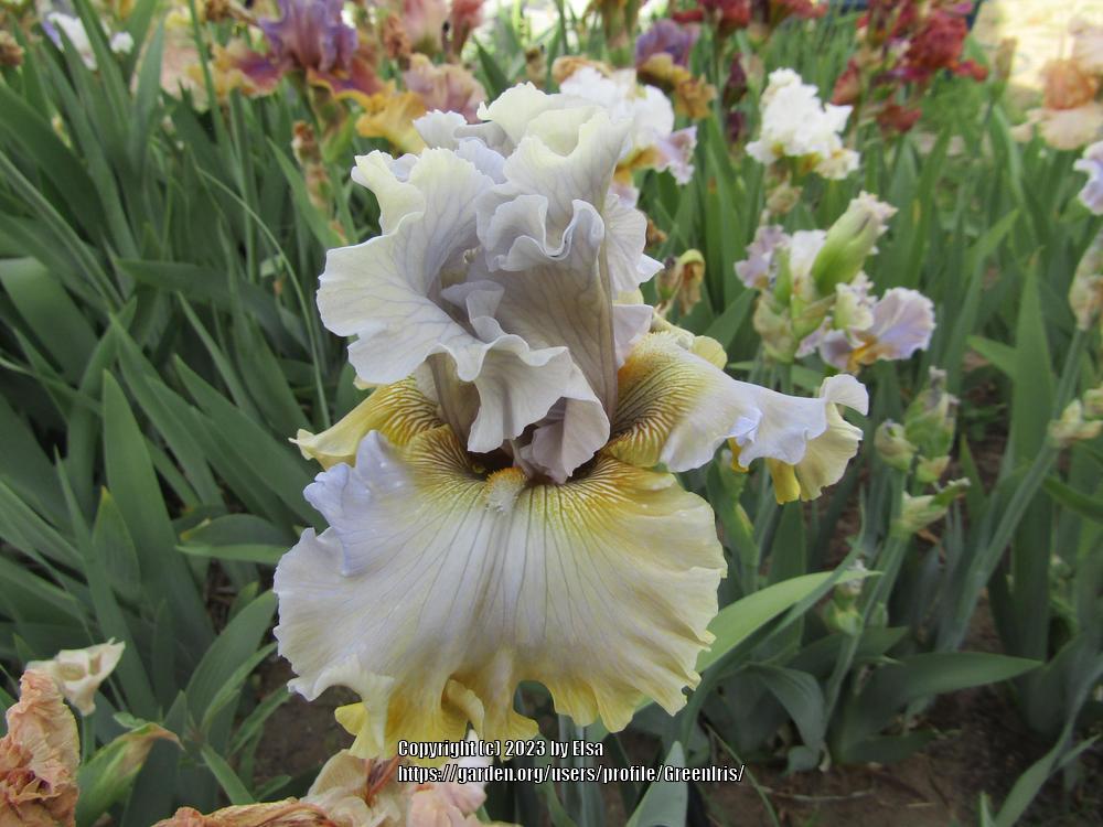 Photo of Tall Bearded Iris (Iris 'Sergey') uploaded by GreenIris