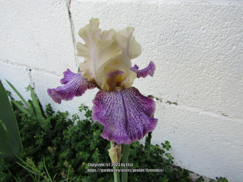 Photo of Tall Bearded Iris (Iris 'Colortrak') uploaded by GreenIris