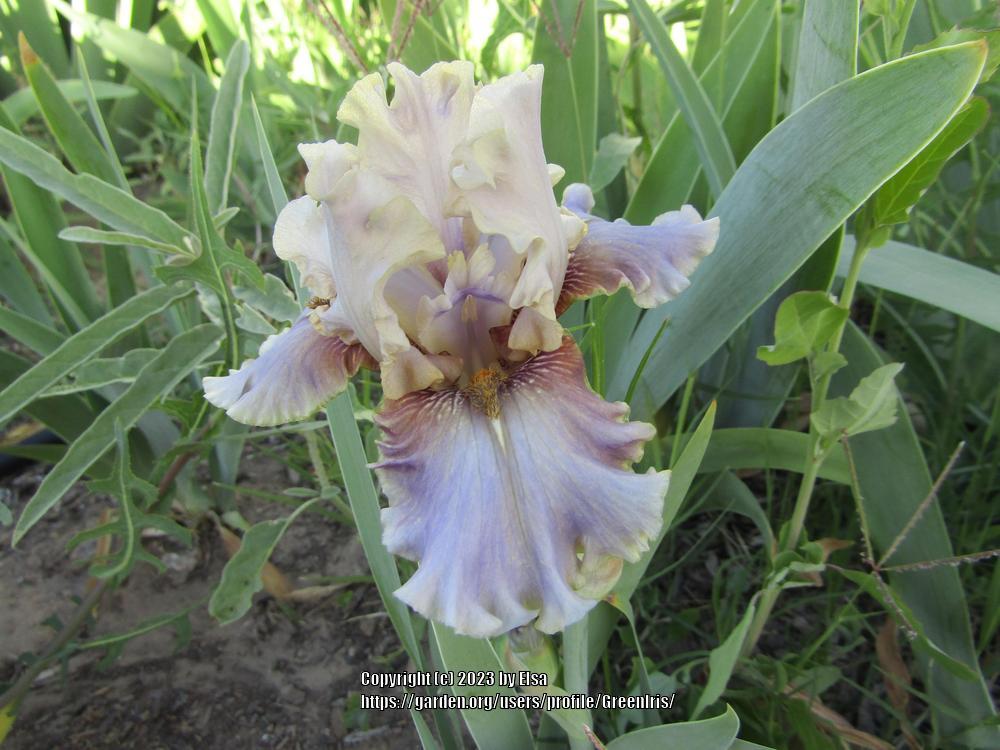 Photo of Border Bearded Iris (Iris 'Kiss the Frog') uploaded by GreenIris