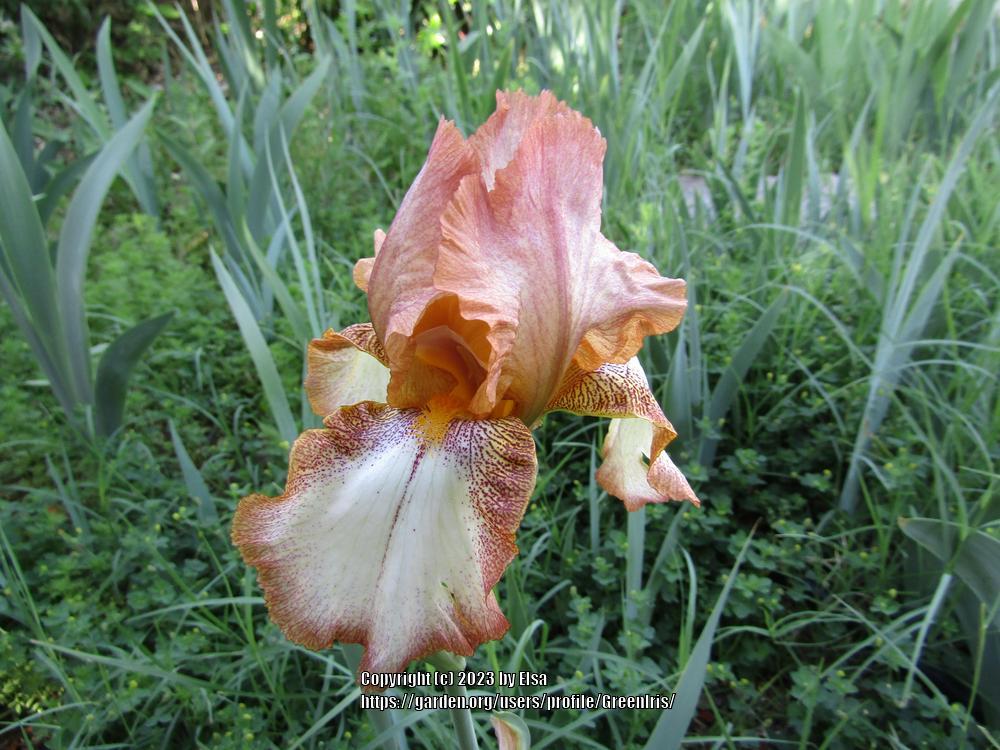 Photo of Tall Bearded Iris (Iris 'Heather Hawk') uploaded by GreenIris