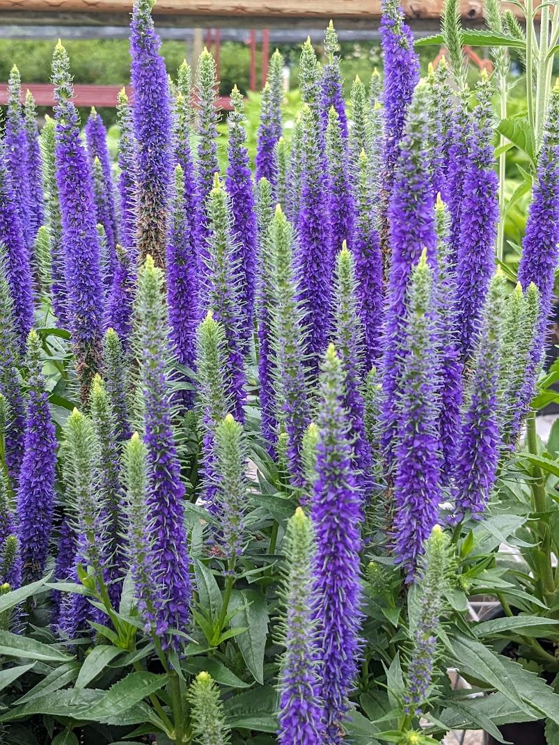 Photo of Spike Speedwell (Veronica spicata Royal Candles) uploaded by Joy