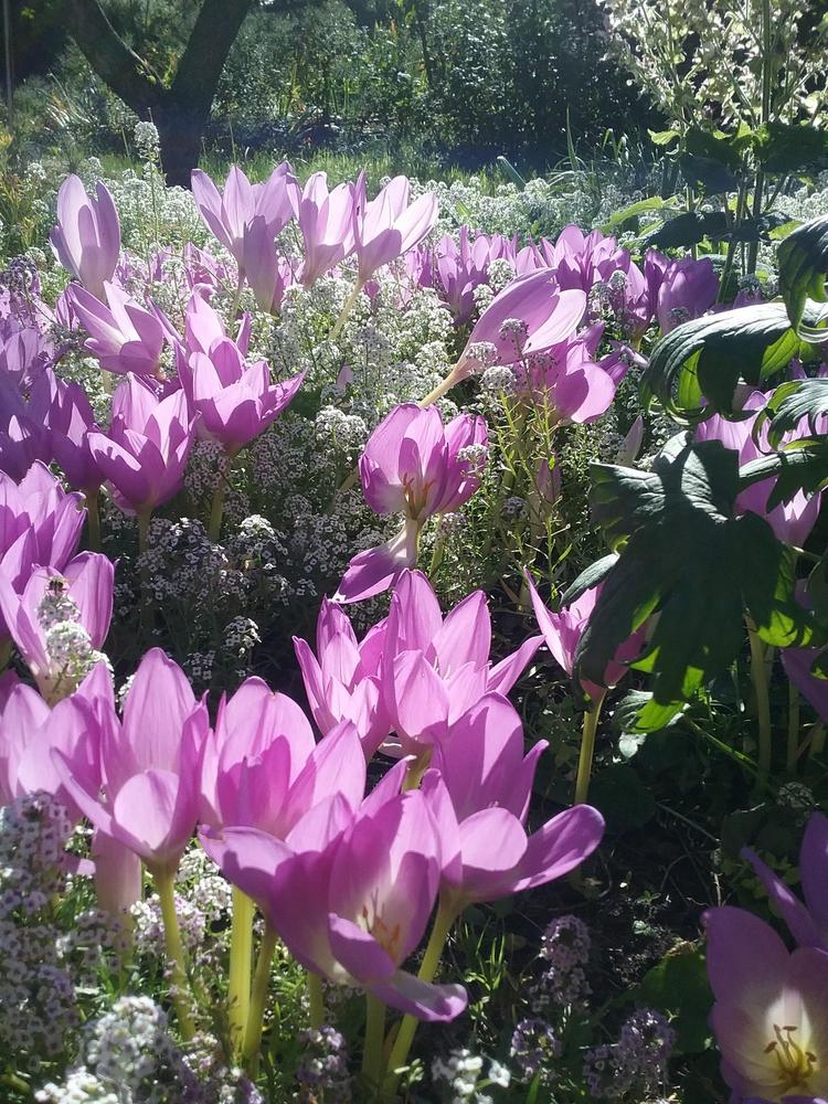 Photo of Colchicums (Colchicum) uploaded by Natalis