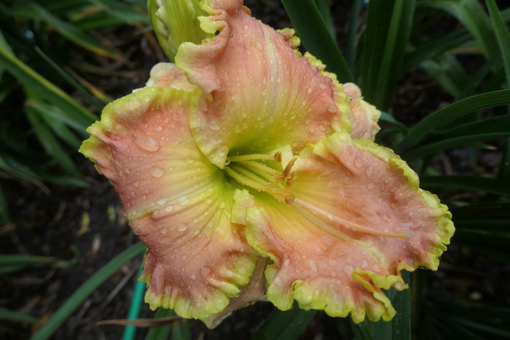 Photo of Daylily (Hemerocallis 'Zephyr's Song') uploaded by Caruso