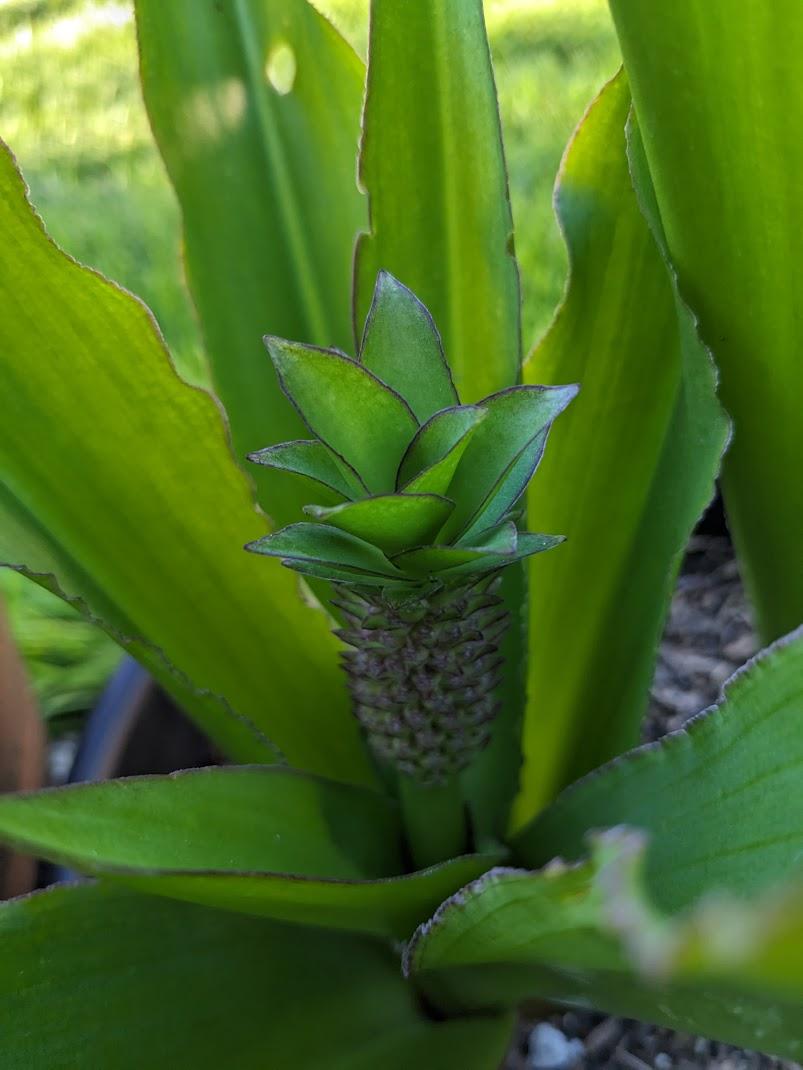 Photo of Pineapple Lily (Eucomis) uploaded by Joy