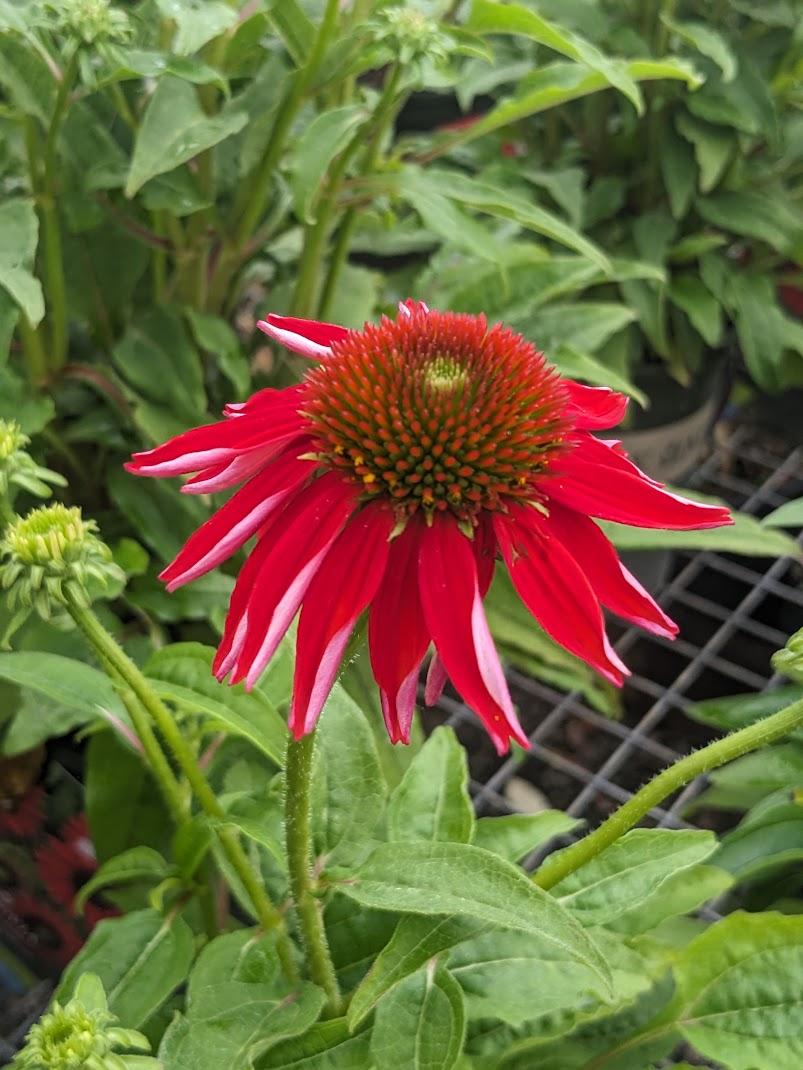 Photo of Coneflower (Echinacea Sombrero® Salsa Red) uploaded by Joy