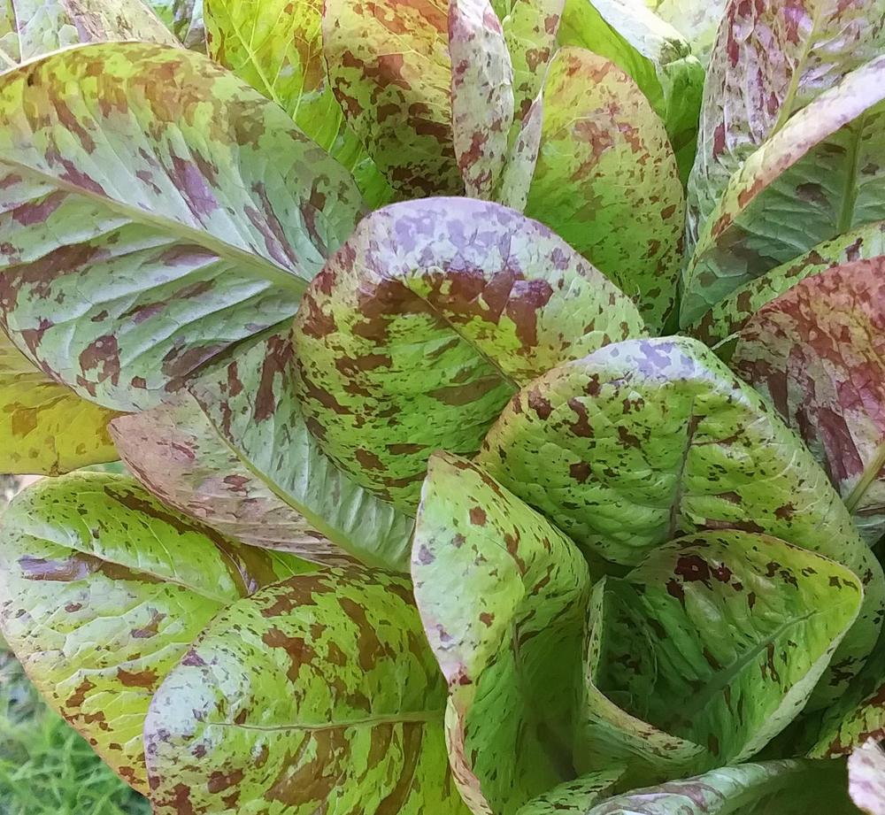 Photo of Lettuce (Lactuca sativa 'Forellenschluss') uploaded by TomatoNut95