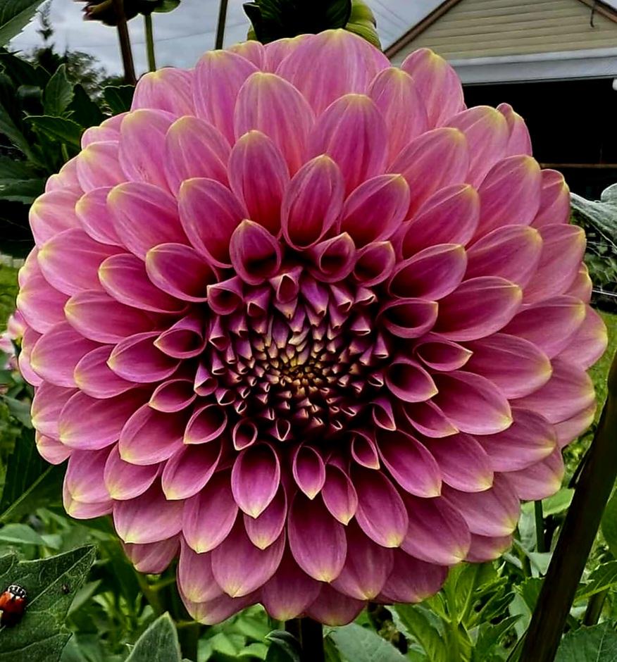Photo of Dahlia 'Florelie Oracle' uploaded by gwhizz
