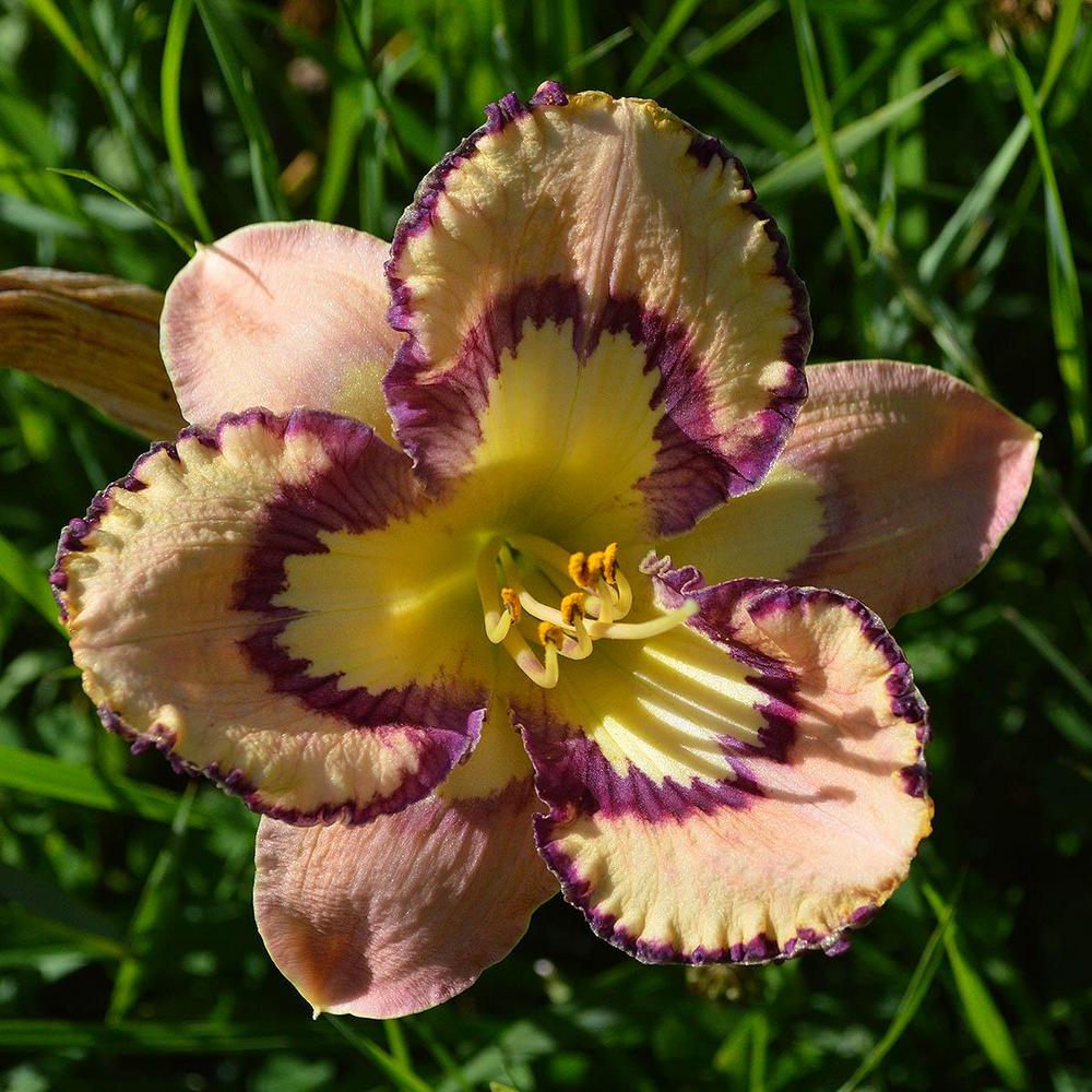 Photo of Daylily (Hemerocallis 'Bella Isabella') uploaded by DuluthDaylily