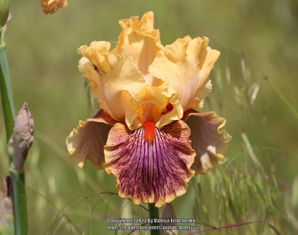 Photo of Tall Bearded Iris (Iris 'Jeanne Clay Plank') uploaded by Valery33