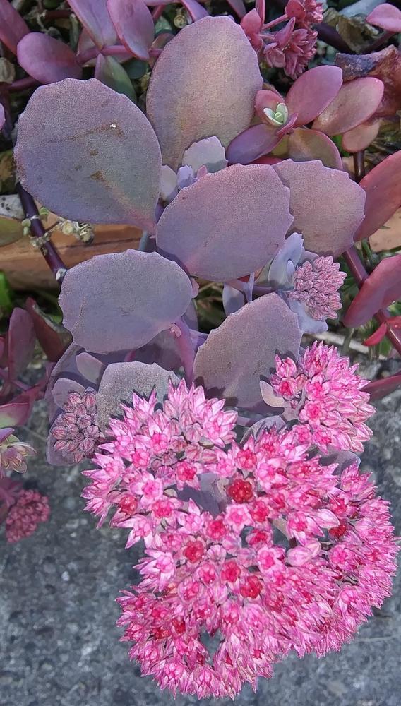 Photo of Stonecrop (Hylotelephium spectabile 'Ayers Rock') uploaded by purpleinopp