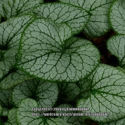 Location: RHS Harlow Carr gardens, Yorkshire, England UK 
Date: 2020-06-27
Brunnera macrophylla 'Looking Glass'