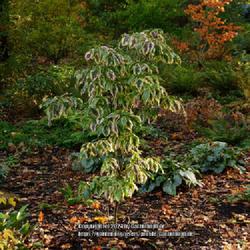 Location: RHS Harlow Carr gardens, Yorkshire, England UK 
Date: 2019-10-27
Cornus florida 'Cherokee Daybreak'