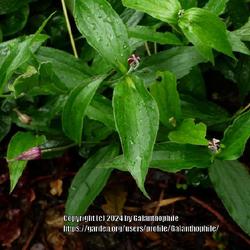 Location: RHS Harlow Carr gardens, Yorkshire, England UK 
Date: 2020-06-27
Clematis integrifolia 'Hanajima'