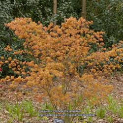 Location: RHS Harlow Carr gardens, Yorkshire, England UK 
Date: 2019-04-13
Acer palmatum 'Katsura'