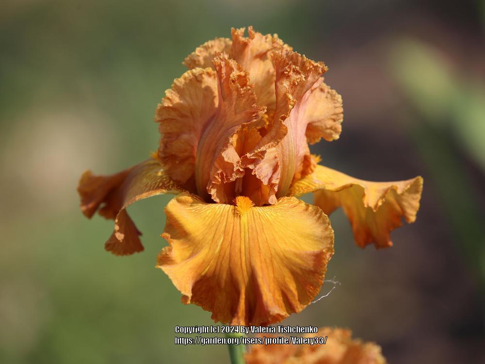 Photo of Tall Bearded Iris (Iris 'Coffee Song') uploaded by Valery33
