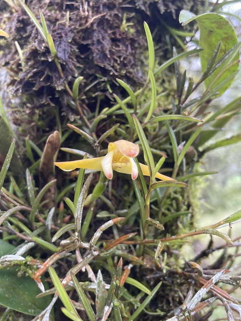 Photo of Orchid (Maxillaria porrecta) uploaded by sedumzz