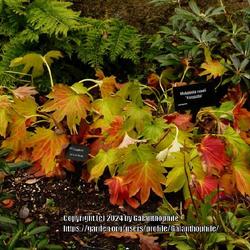 Location: RHS Harlow Carr gardens, Yorkshire, England UK 
Date: 2020-10-17
Mukdenia rossii 'Karasuba'