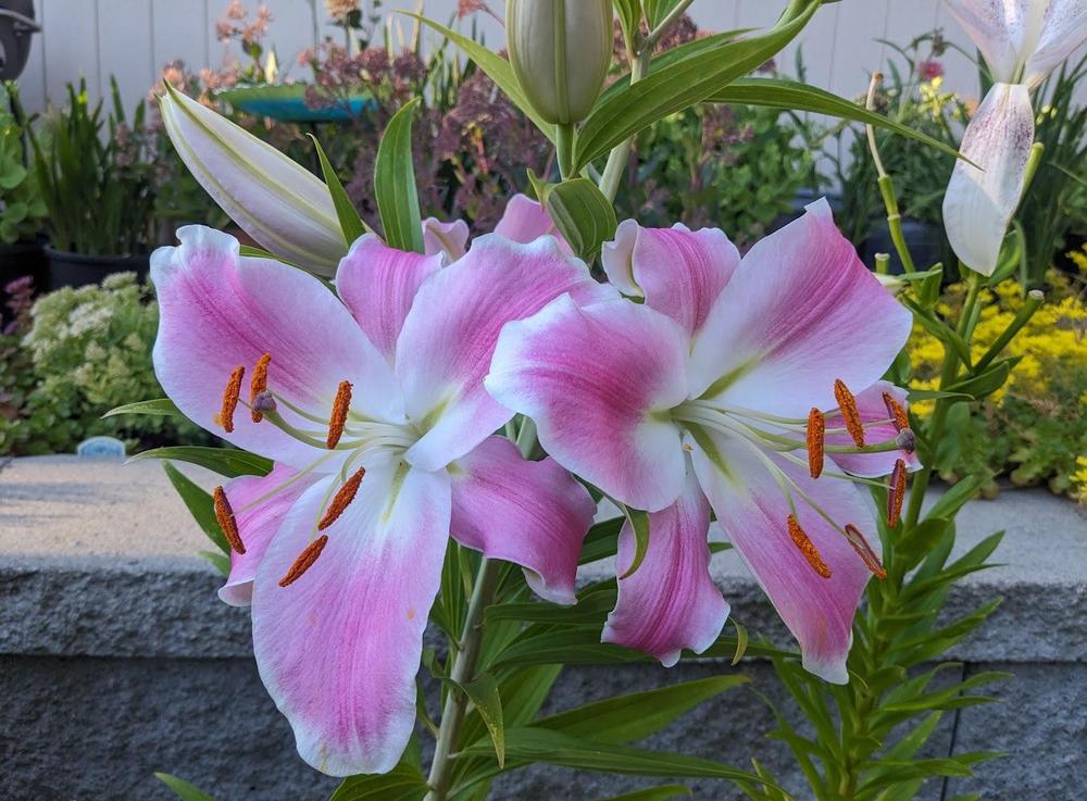 Photo of Lily (Lilium 'Queenfish') uploaded by Joy