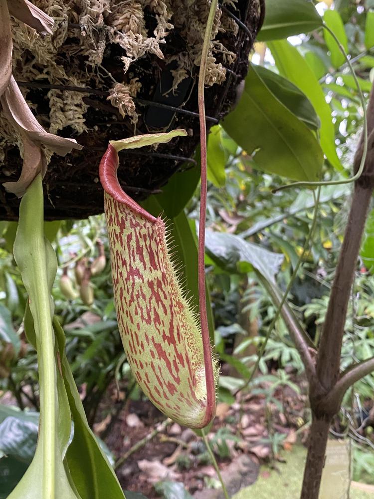 Photo of Pitcher Plant (Nepenthes) uploaded by SL_gardener