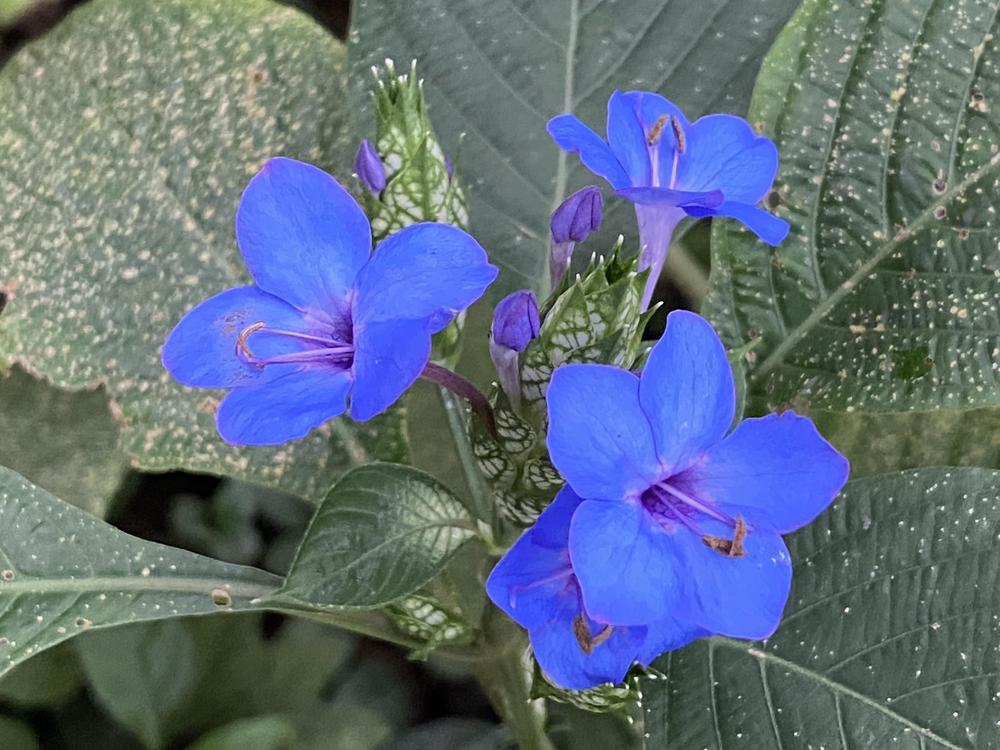 Photo of Blue Sage (Eranthemum pulchellum) uploaded by SL_gardener