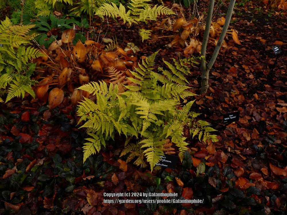Photo of Autumn Shield Fern (Dryopteris erythrosora) uploaded by Galanthophile