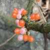 Curious pink/orange/red fruit forms along the bare branches