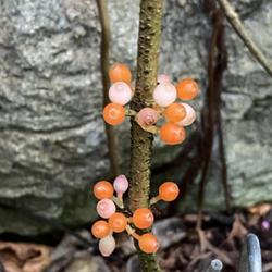 Location: St Louis - Missouri Botanical Garden
Date: 2024-01-03
Curious pink/orange/red fruit forms along the bare branches