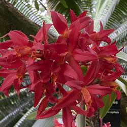 Location: St Louis - Missouri Botanical Garden
Date: 2024-01-03
Unlabeled orchid. Maybe Cattlianthe 'Rojo'