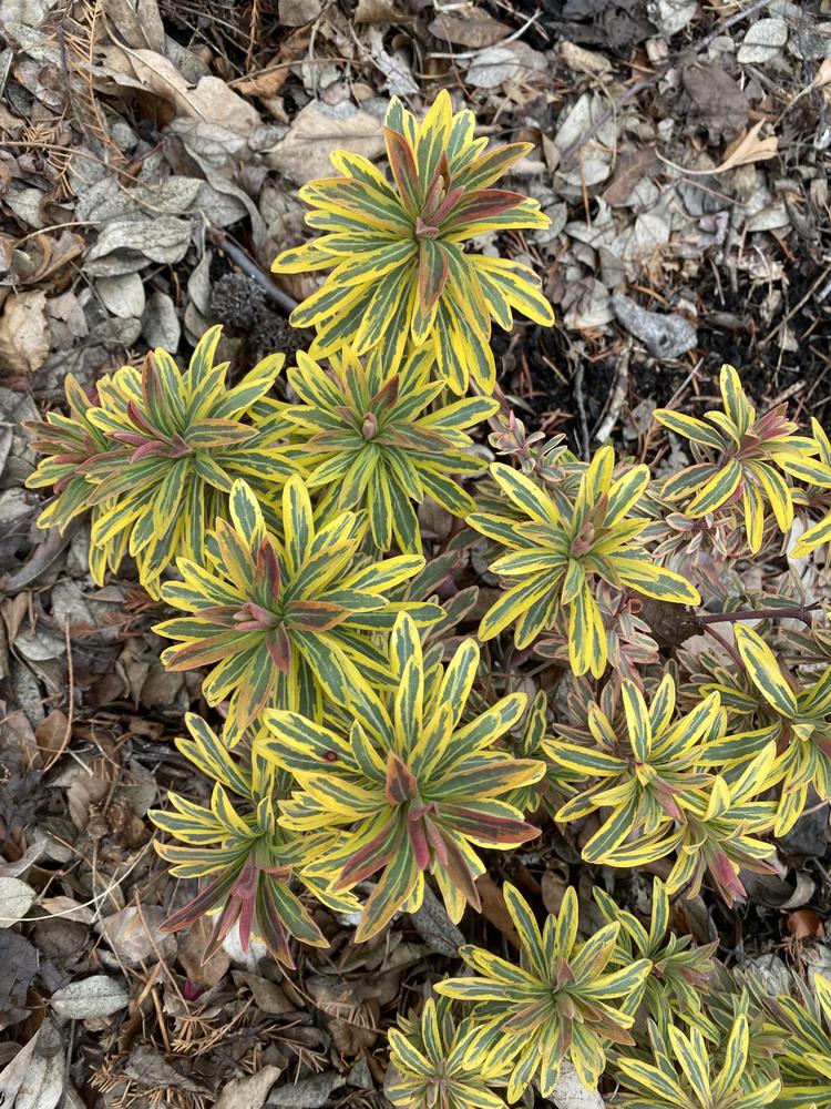 Photo of Euphorbia (Euphorbia x martini 'Ascot Rainbow') uploaded by SL_gardener