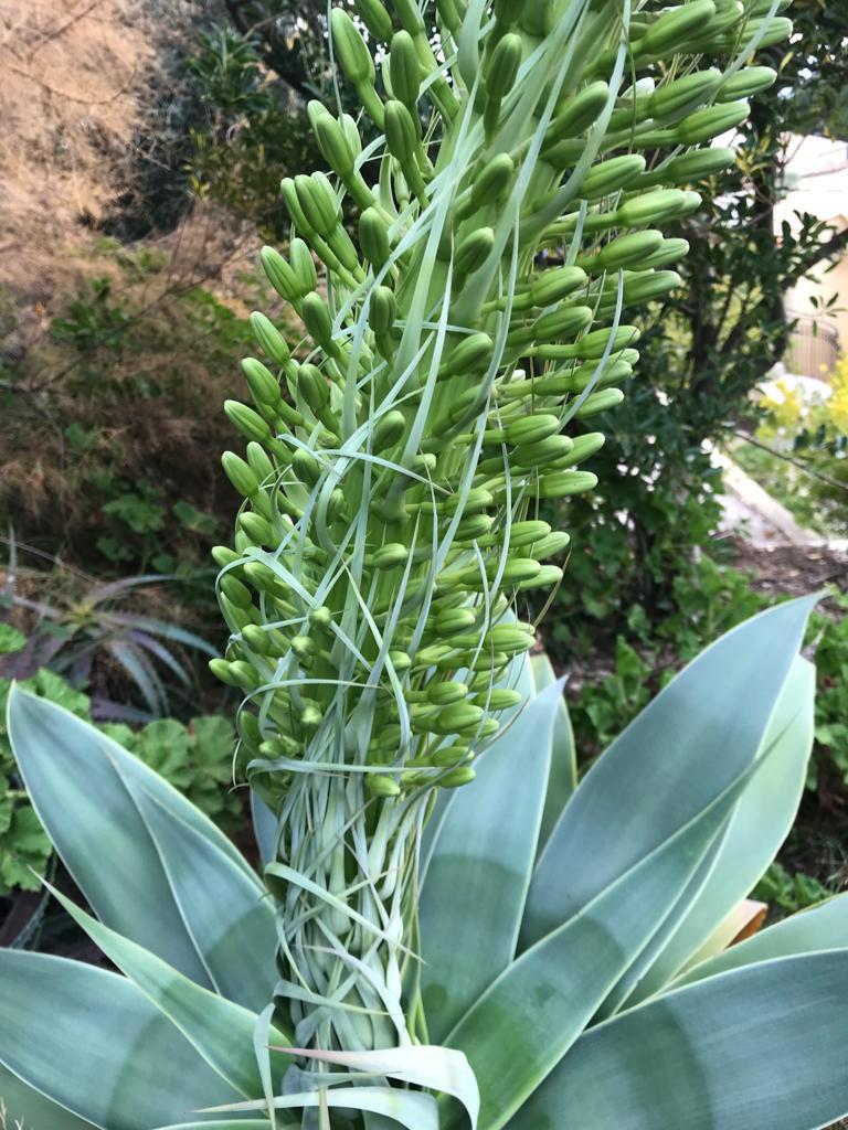Photo of Foxtail Agave (Agave attenuata) uploaded by cliftoncat
