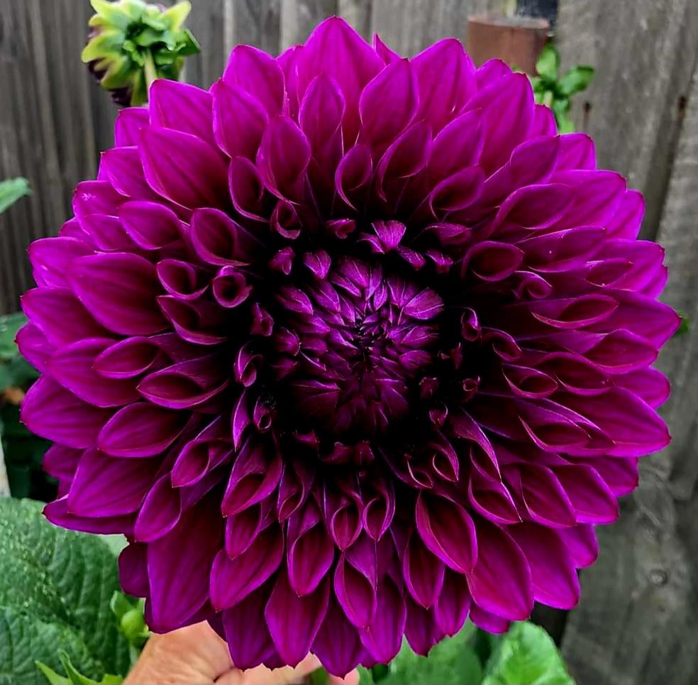Photo of Dahlia 'Coorabell Lonny' uploaded by gwhizz