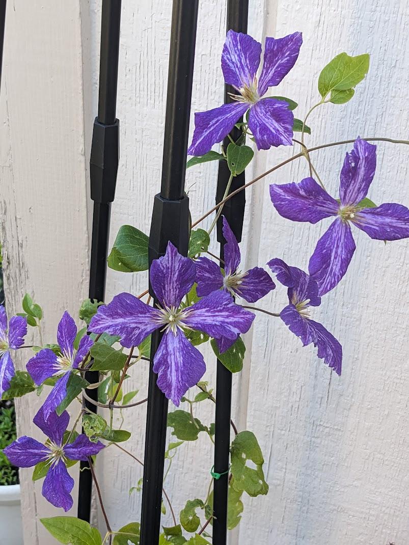 Photo of Clematis 'Tie Dye' uploaded by Joy