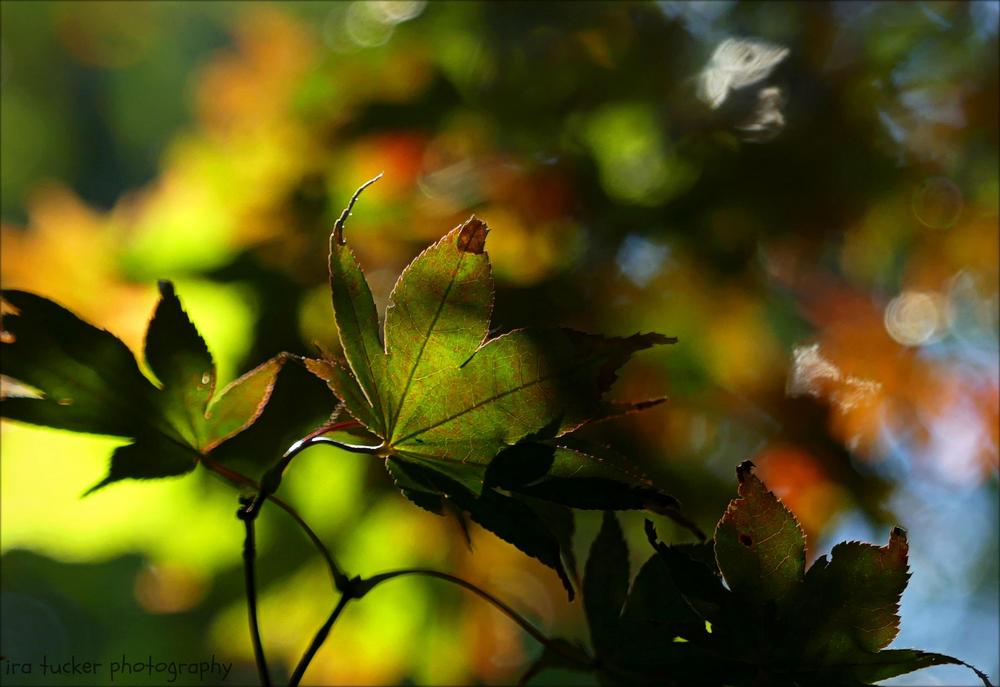 Photo of Japanese Maple (Acer palmatum var. amoenum 'Bloodgood') uploaded by drirastucker