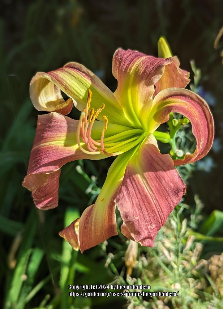 Photo of Daylily (Hemerocallis 'North Garden Magic') uploaded by thegardendeva