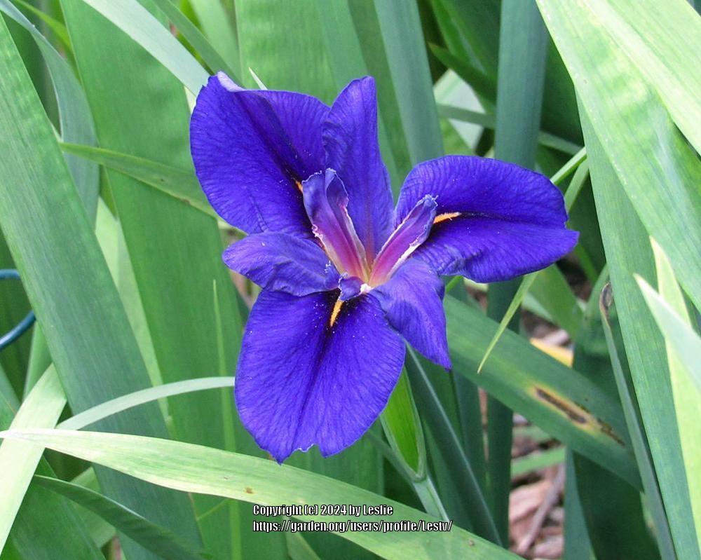 Photo of Louisiana Iris (Iris 'Mentida') uploaded by Lestv