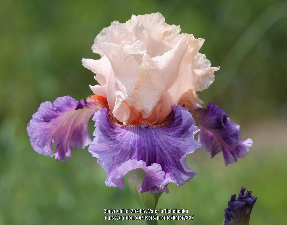 Photo of Tall Bearded Iris (Iris 'Devilicious') uploaded by Valery33