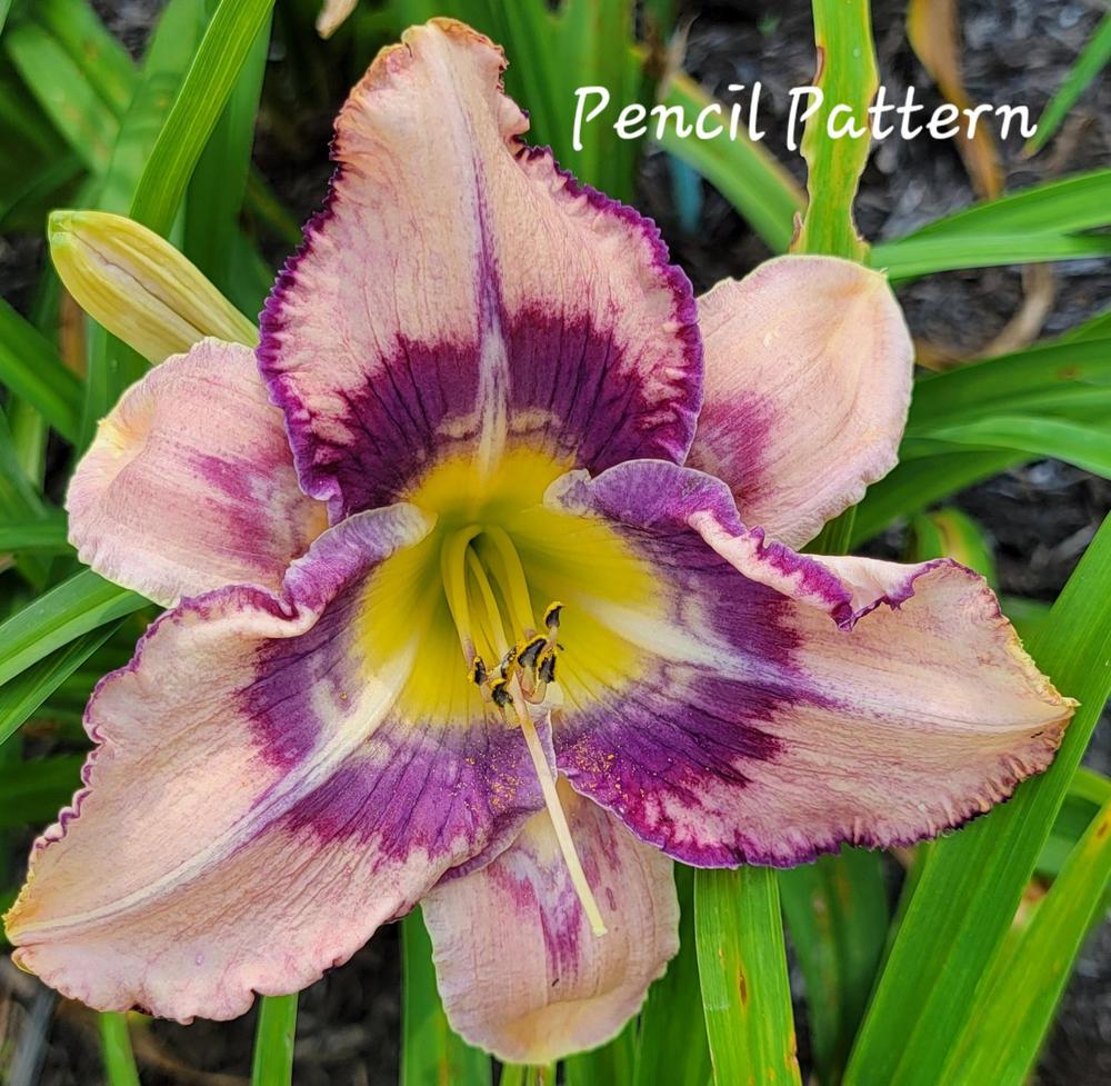 Photo of Daylily (Hemerocallis 'Pencil Pattern') uploaded by tashepard