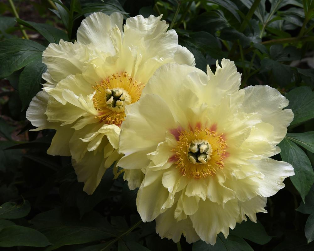 Photo of Intersectional Peony (Paeonia 'Prairie Charm') uploaded by Christine404
