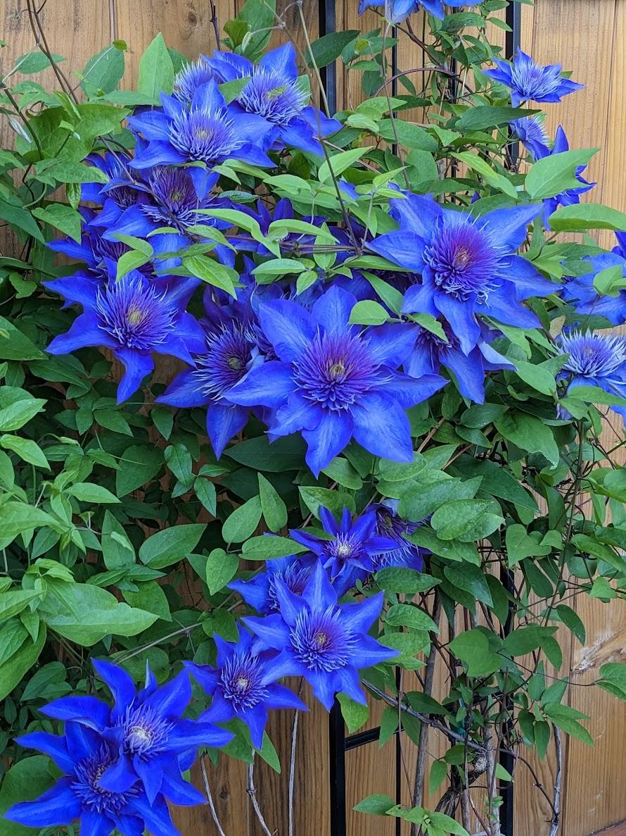 Photo of Clematis 'Multi Blue' uploaded by Joy