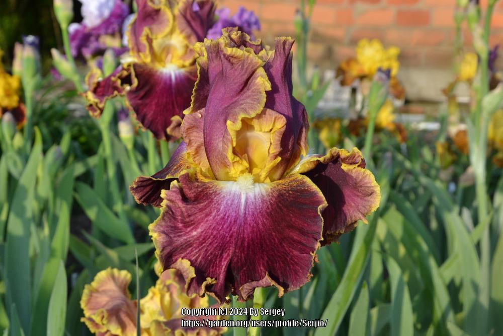 Photo of Tall Bearded Iris (Iris 'Affair To Remember') uploaded by Serjio