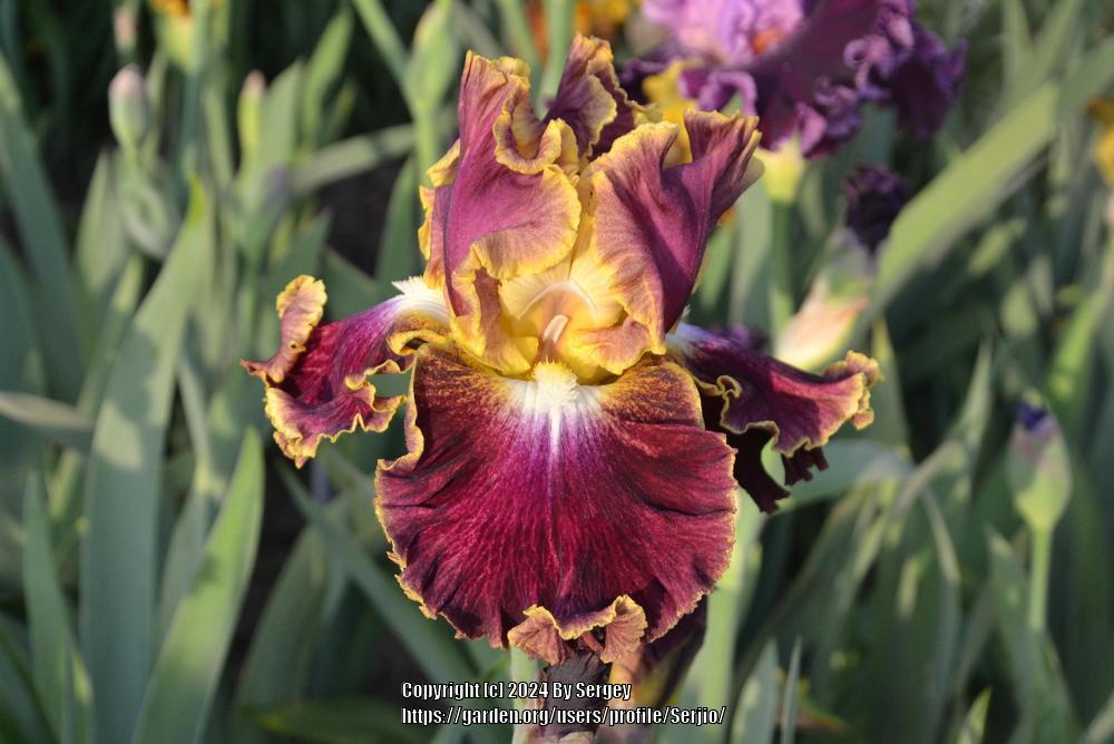 Photo of Tall Bearded Iris (Iris 'Affair To Remember') uploaded by Serjio