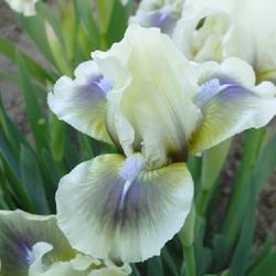 Location: southeast Nebraska 
Date: 2023-04-30
Soft colors on this dwarf iris.