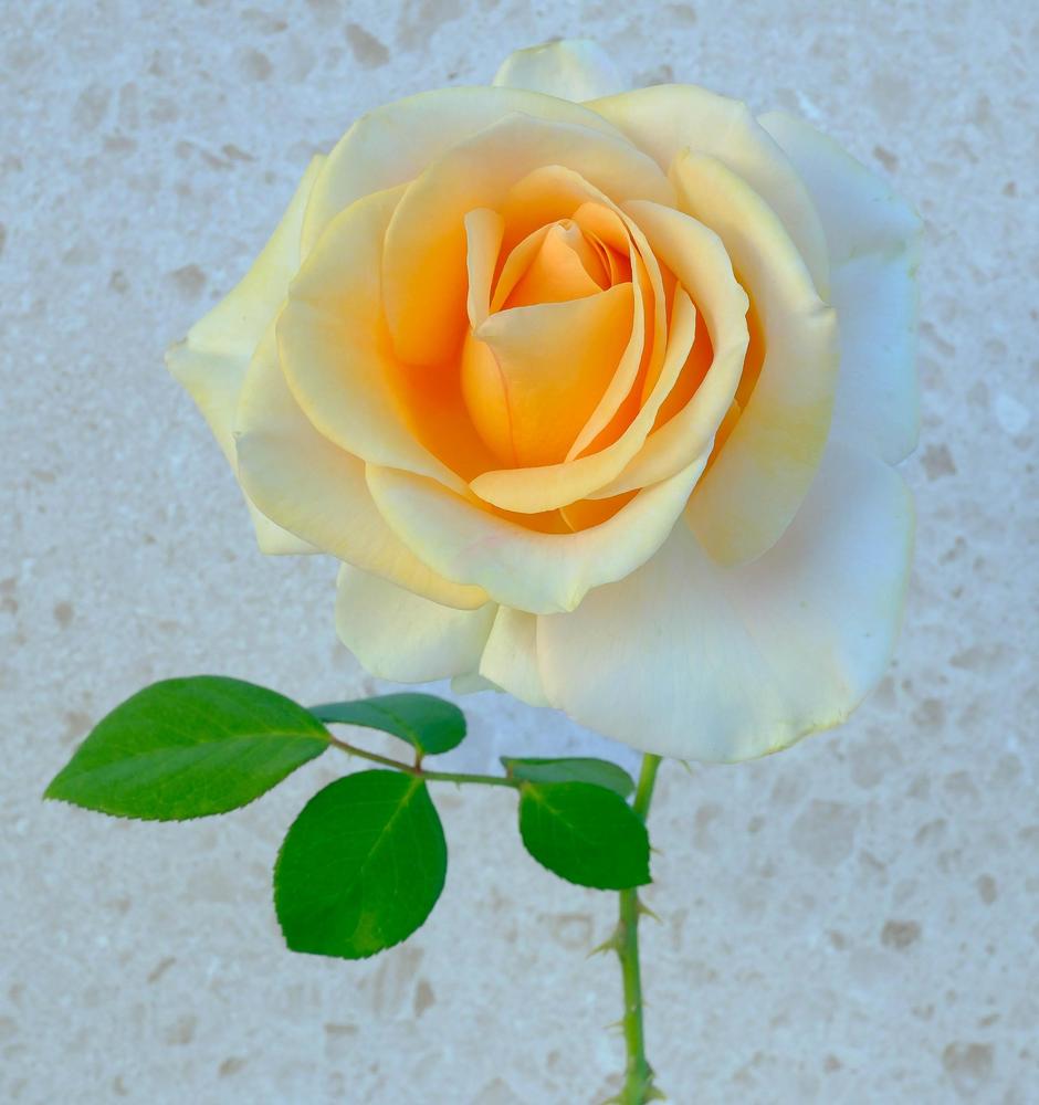 Photo of Rose (Rosa 'Marilyn Monroe') uploaded by AnnKNCalif