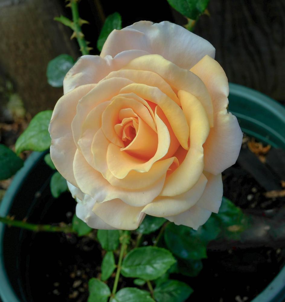 Photo of Rose (Rosa 'Marilyn Monroe') uploaded by AnnKNCalif