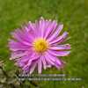 Symphyotrichum novi-belgii 'Little Pink Beauty'