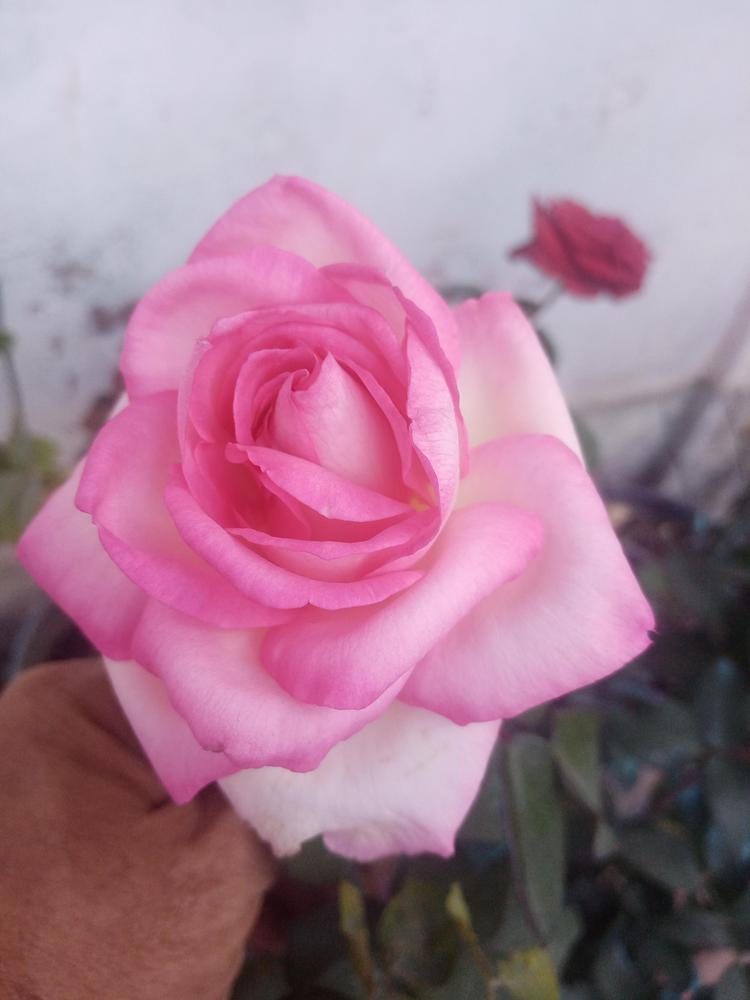 Photo of Rose (Rosa 'Beverly') uploaded by roy_mosenabr