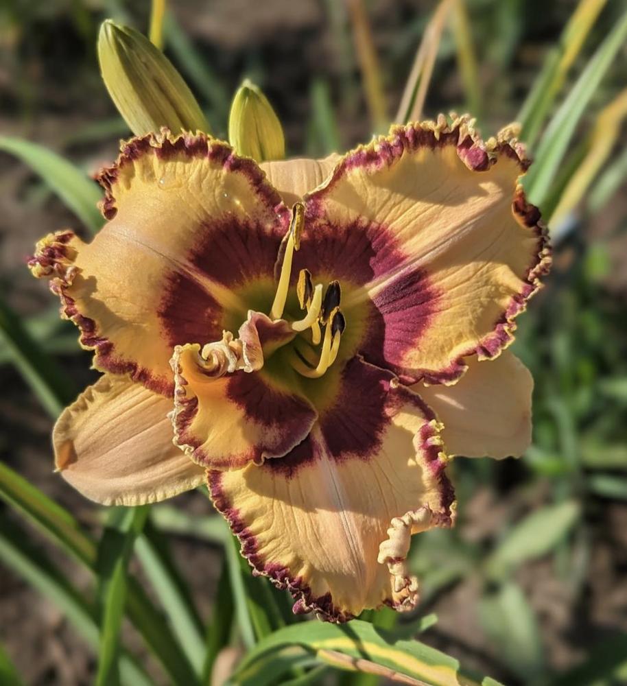 Photo of Daylily (Hemerocallis 'King of the Ages') uploaded by sstoll1990