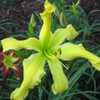 Photo Courtesy of Celestial Daylilies . Used with Permission